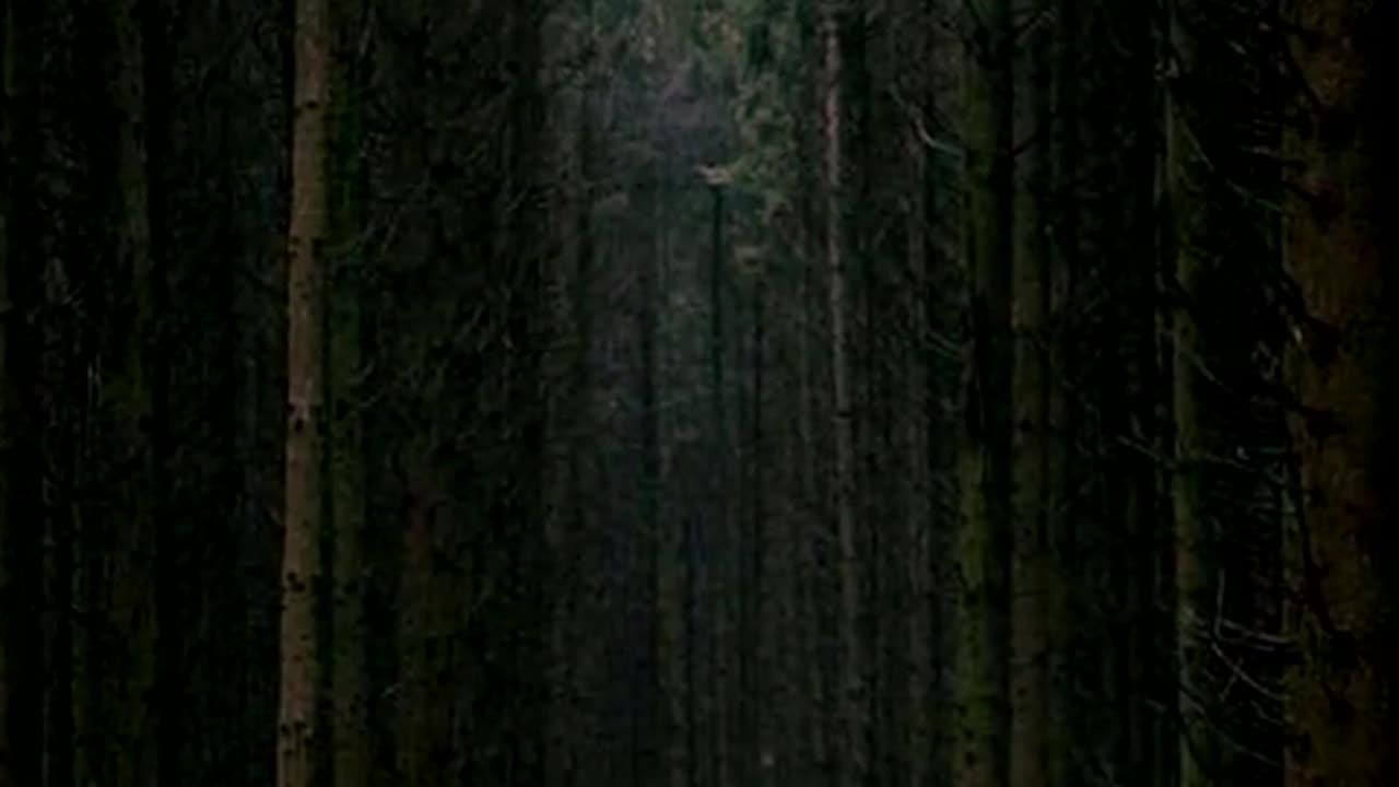 Weird Creature sighted in the Jaani Forest - scary video alert