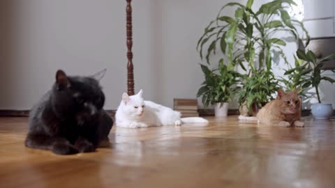 😂 Cute Cats #FunnyAnimals"Kitty Chaos! 😹🐾 The Funniest & Cutes🐱😂 #CuteKitties #FunnyCatVideos"