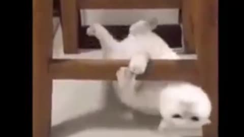 cat and dog funny moments
