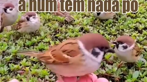 funny animal videos