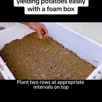 Teach you how to grow high yielding potatoes easily with a foam box