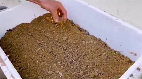 Teach you how to grow high yielding potatoes easily with a foam box