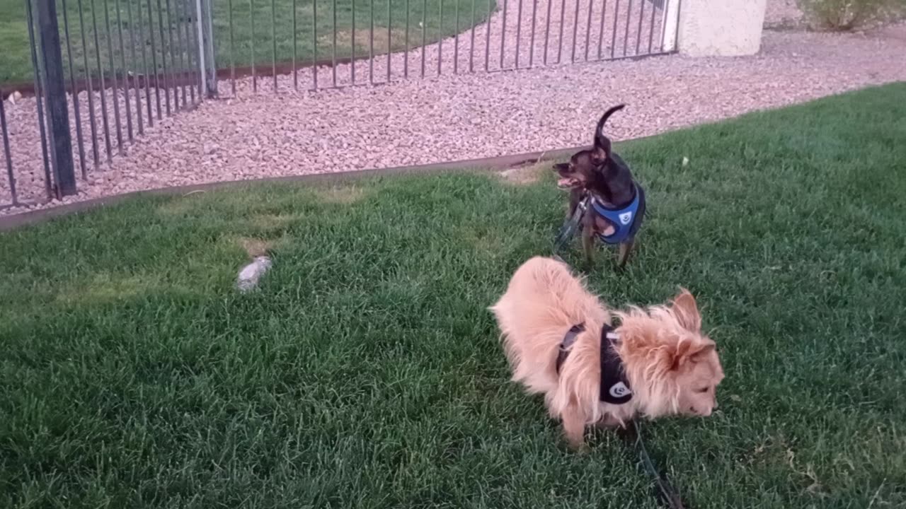 Kiko Paco mostly ok on grass but final video's over threshold much 4 Paco_20250616_193221473