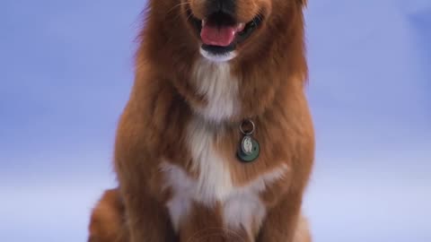 Amazing Facts About Dogs – Man’s Best Friend Explained - Part 2