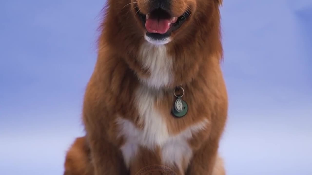 Amazing Facts About Dogs – Man’s Best Friend Explained - Part 2