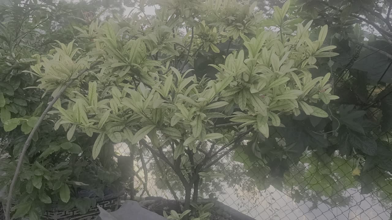 Peony tree in my family_Date 09.19_003