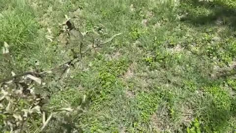 07/10/25 Gymnik VOD: "Kellibelly is live!"