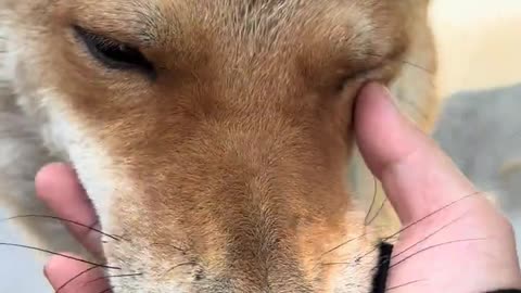 This dog saw its owner come home and acted like this