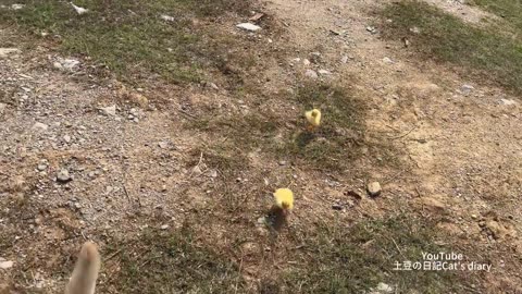 Funny puppy tries to save duckling!Dog doesn't allow duckling to swim for fear of drowning!Too cute