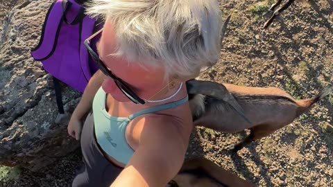 Goat Kisses