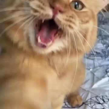 Cat baby meow meow.....#love #shorts #comedy #funnyvideo #billi #cat #catvideo #catlover