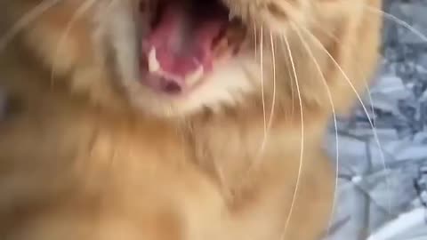 Cat baby meow meow.....#love #shorts #comedy #funnyvideo #billi #cat #catvideo #catlover