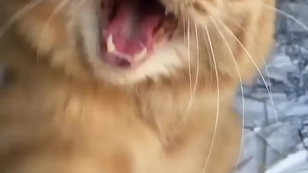 Cat baby meow meow.....#love #shorts #comedy #funnyvideo #billi #cat #catvideo #catlover