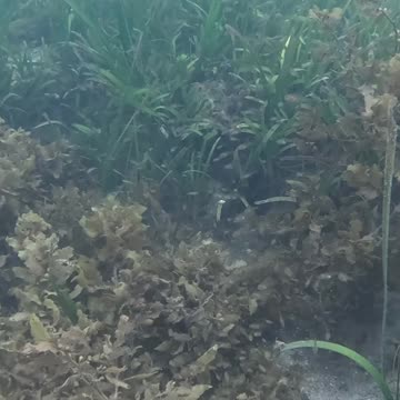 Morning Snorkeling. #mangrove