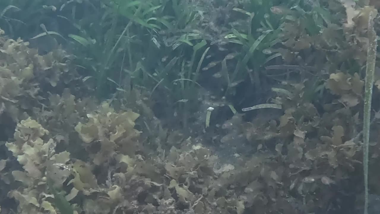 Morning Snorkeling. #mangrove