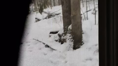 Shia, video recorded 9:36 AM Jan 17, '26 by Alyssa