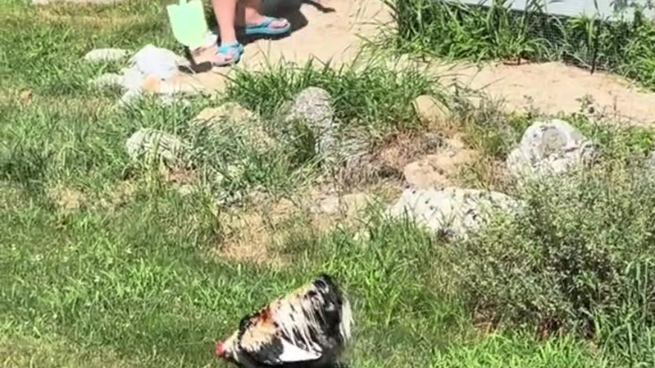 she has the rooster attitude adjuster