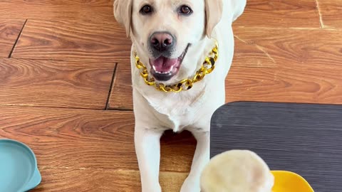 狗子：悄悄地，这怎么还被发现了？Dog: Quietly, how could this be discovered?