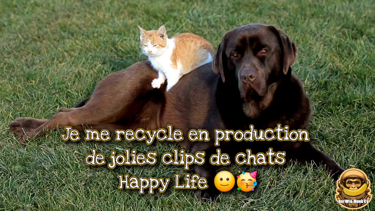 CHANGEMENT DE CAP 😺👇🏻⚠️🐵🟡💛⚠️