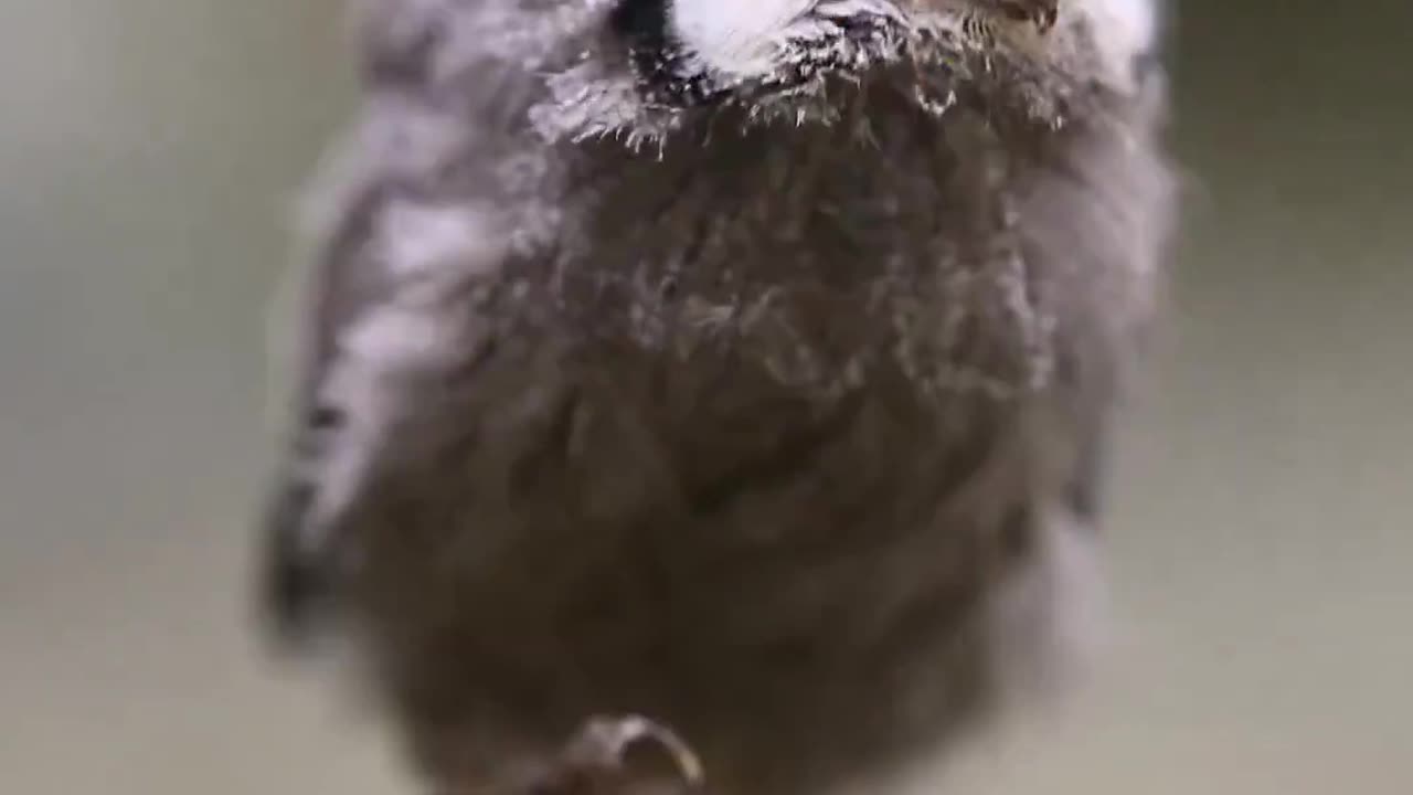 Baby owl exploring surroundings