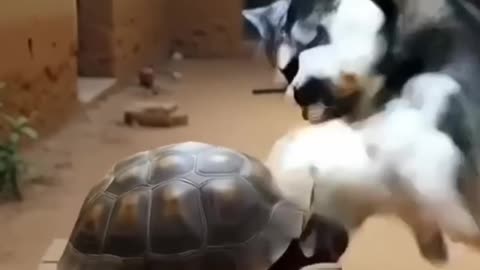 funny video