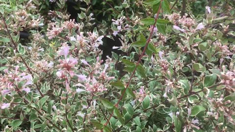 Bees collecting nectar