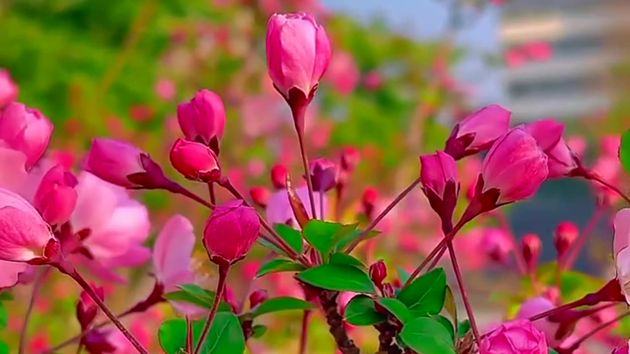 Natural shots
