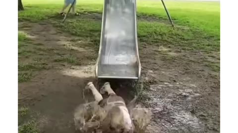 Baby funny video funny video