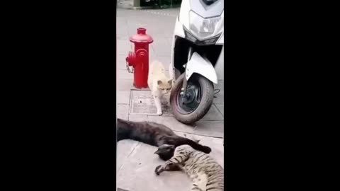 Funny cats and dogs