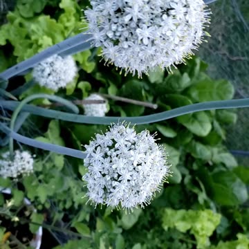 When you will have onion flowers, will get no onions