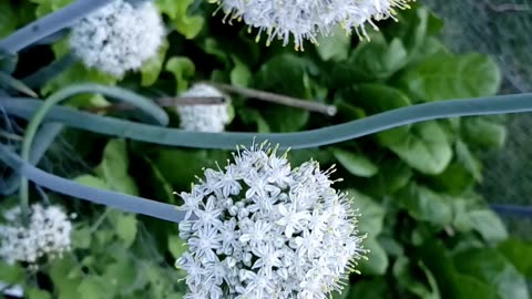 When you will have onion flowers, will get no onions
