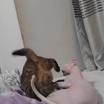 "You Won’t Stop Laughing at This Cat’s Crazy Antics! 😹🔥"