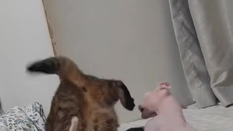 "You Won’t Stop Laughing at This Cat’s Crazy Antics! 😹🔥"