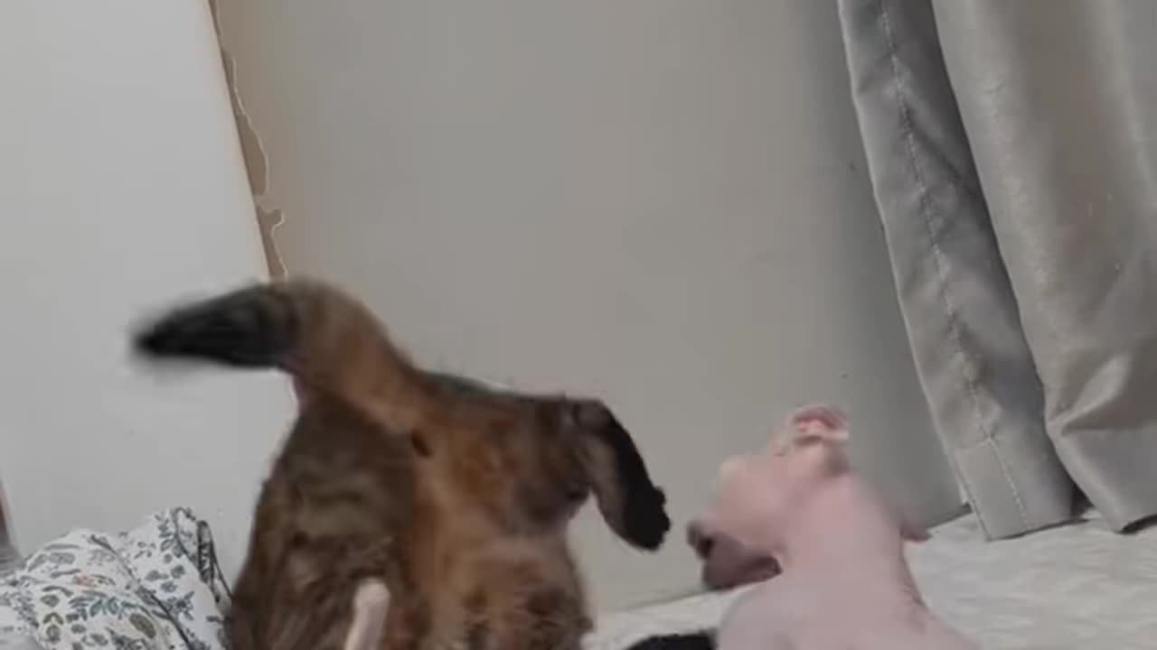 "You Won’t Stop Laughing at This Cat’s Crazy Antics! 😹🔥"