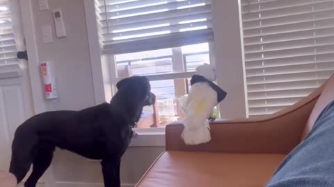 😂🐱 Top Security! | FunFM