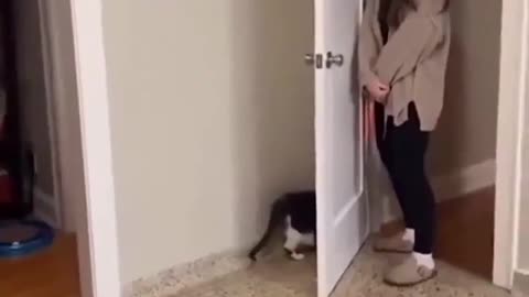 😂🐾 Cat 1 - Human 0: You Won't Believe This Epic Win! | FunFM