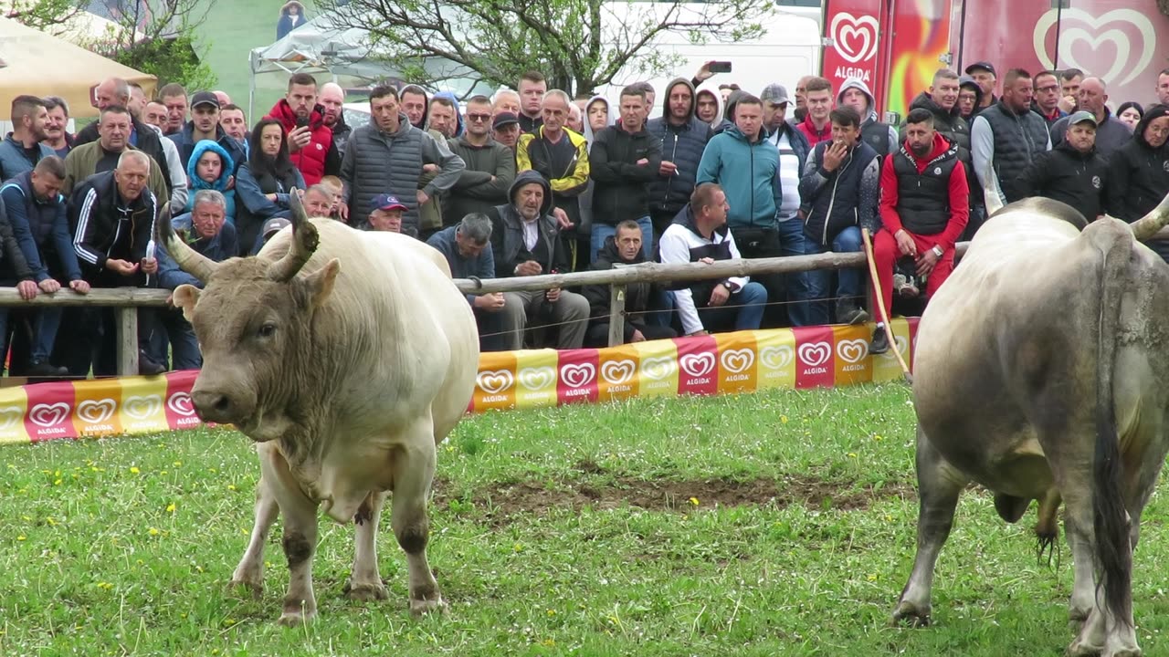 Bjeli Marko od Đerzića vs Rogeša od Andrića Bištrani