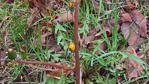 Dandelion