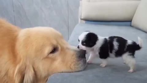 😂💥 You Won't Believe This Epic Cat Attack! | FunFM