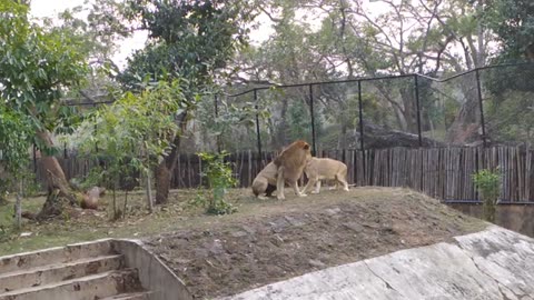 Lion & Lioness Love