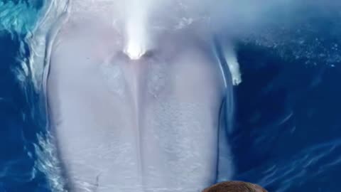 "😱🌊 দানবীয় মাছ ট্রলারের থেকেও বিশাল 🐋"