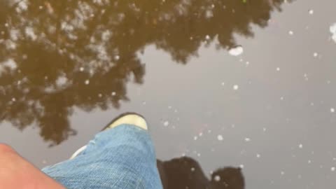 Tiny Turtle Pocket