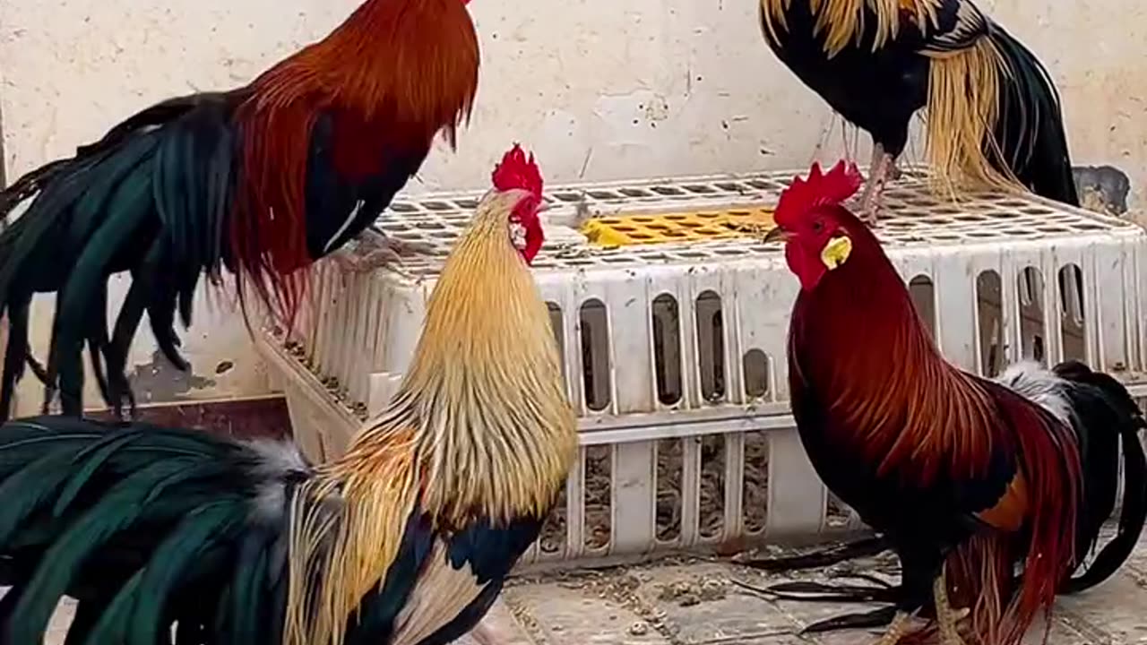 "Beautiful Roosters Showing Off Their Powerful Crows! 🐔🔊"#shorts
