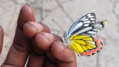 Love of butterfly ❤️❤️