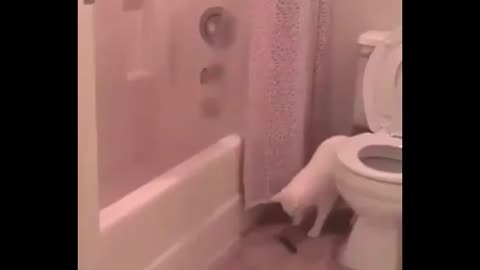 Funny Cat