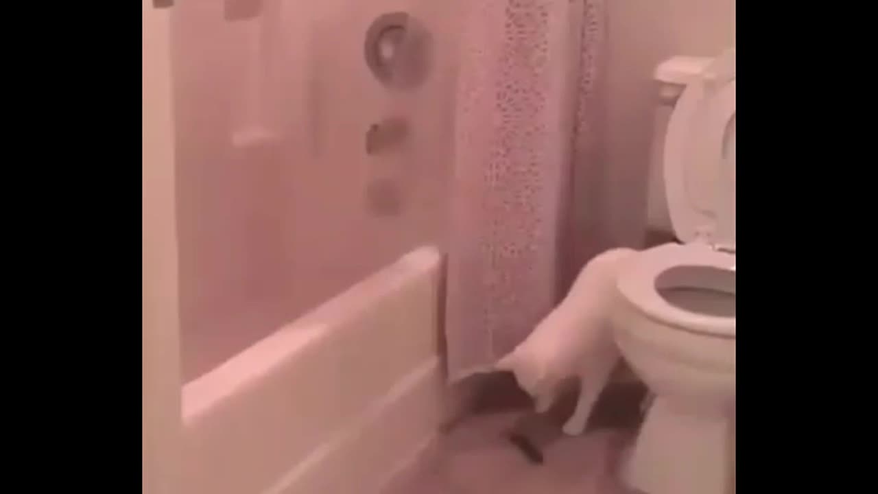 Funny Cat