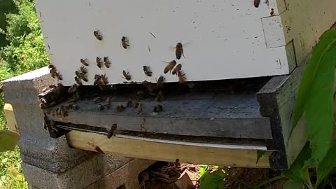 Bee Break #5