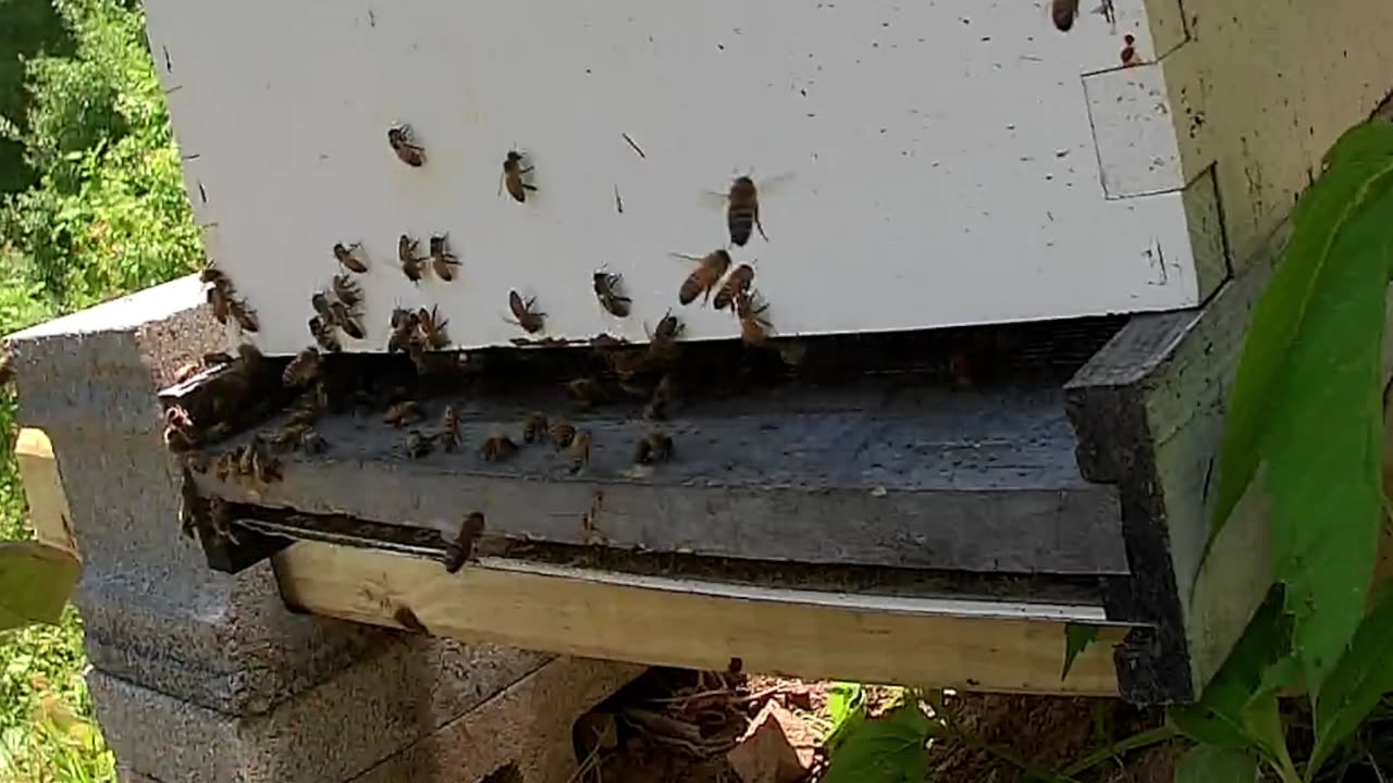 Bee Break #5