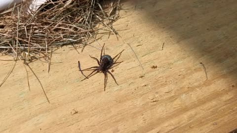 Wolf Spider