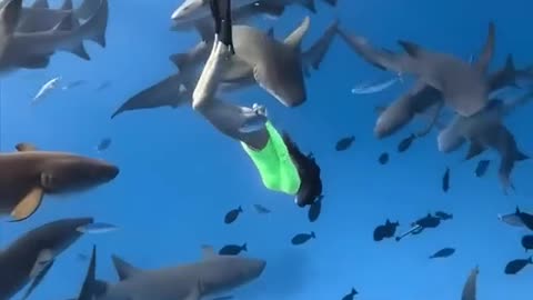 Incredible Wildlife Compilation – Dolphins, Turtles, Elephants & Polar Bears!